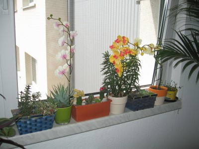 IMG_9256.JPG