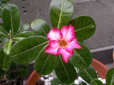 Resize of DSCN7397.JPG