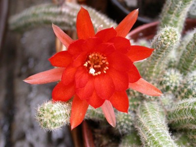 Resize of DSCN7392.JPG