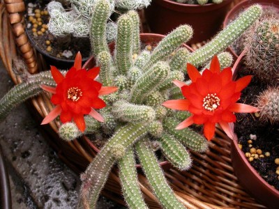 Resize of DSCN7391.JPG