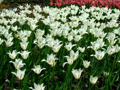 DSCF1642.jpg