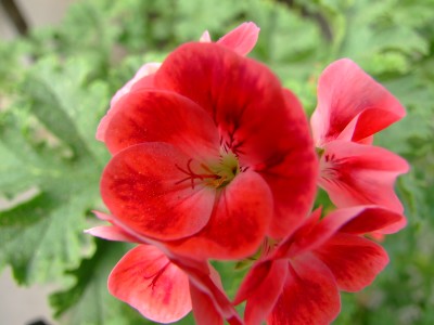 DSCF1761.jpg
