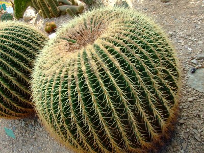DSCF1752.jpg