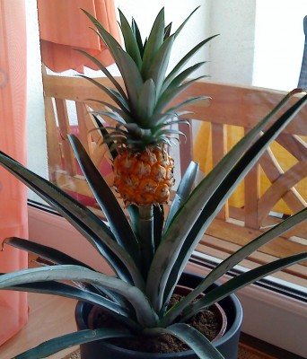 Ananas - Frucht ist reif und nun? · Pflanzen & Botanik · GREEN24 Pflanzen &  Garten Forum