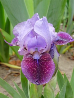 Iris b. nana `St. Pauli`.JPG