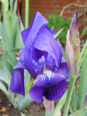 Iris barbata.JPG