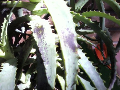 aloe03.jpg