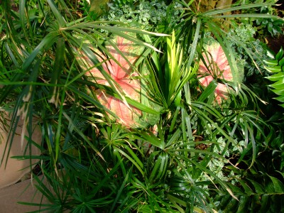 DSCF1795.jpg