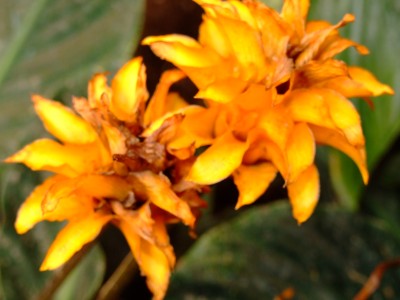 DSCF1790.jpg