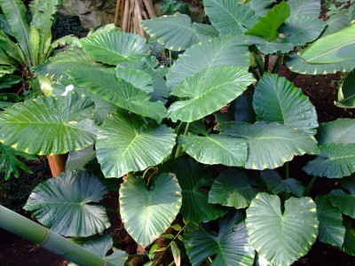 DSCF1785.jpg