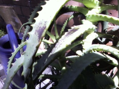 aloe02.jpg