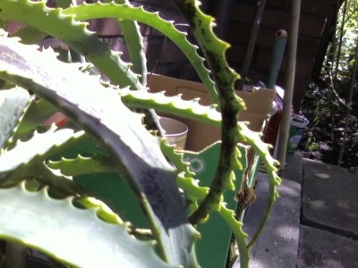 aloe01.jpg