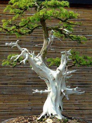 DSCF1806.jpg