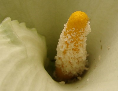 08.04.2009 makro2.jpg