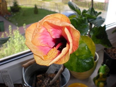 Hibiskus Blüten 040.jpg