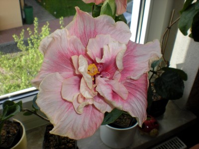 Hibiskus Blüten 039.jpg