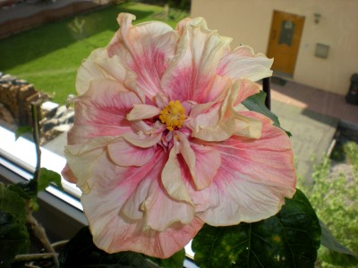 Hibiskus Blüten 038.jpg