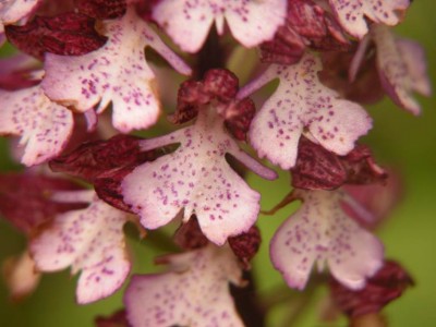 Orchis-purpurea-Drome-26-Mai-2008-2.JPG