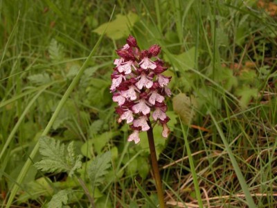 Orchis-purpurea-Drome-26-Mai-2008.JPG