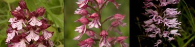 orchis-purpurea x militaris.JPG