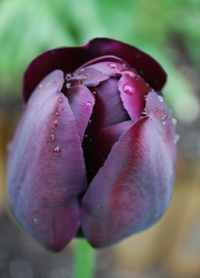 Tulpe_lila.jpg