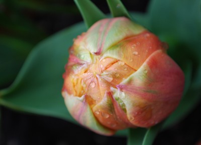Tulpe.jpg