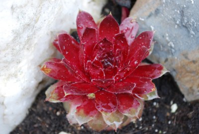 Sempervivum.jpg