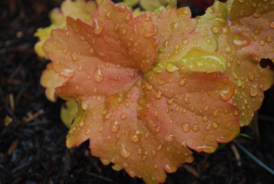 Heuchera_Caramel.jpg