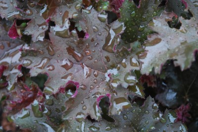 Heuchera.jpg