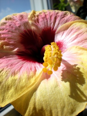Hibiskus Blüten 045.jpg