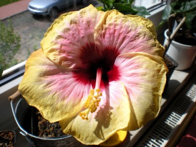 Hibiskus Blüten 043.jpg