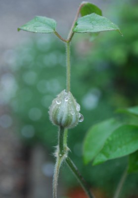 Clematis.jpg