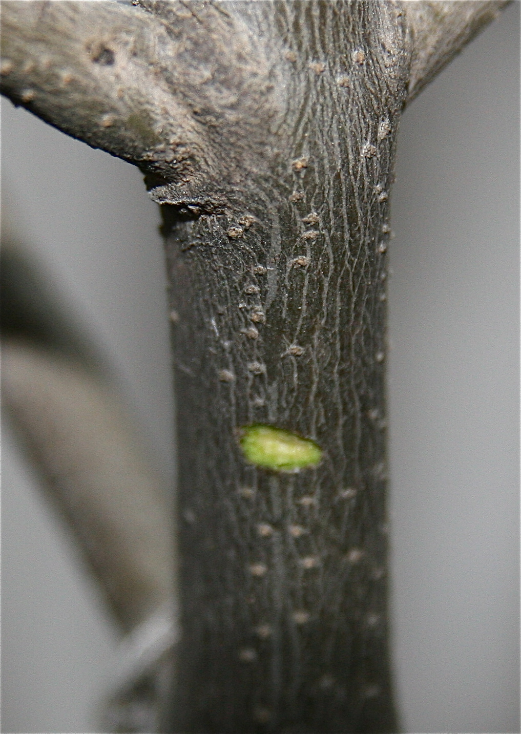 olivenbaum türkei Olivenbaum Olea Europaea XL – vielgrün