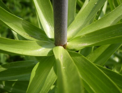 DSCI0023 - Kopie.JPG