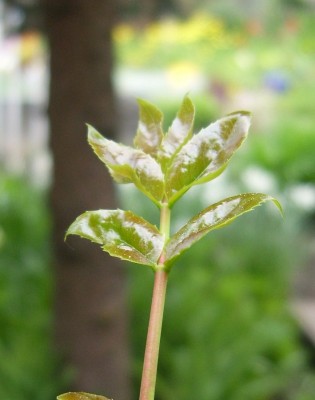 DSCI0027 - Kopie.JPG