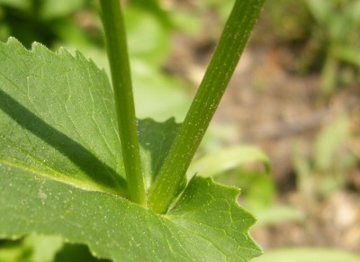 DSCI0019 - Kopie.JPG