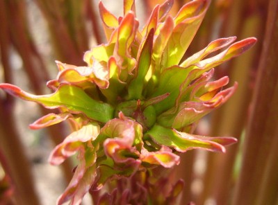 DSCI0018 - Kopie.JPG