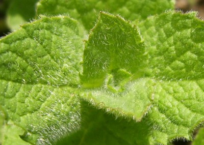 DSCI0022 - Kopie.JPG