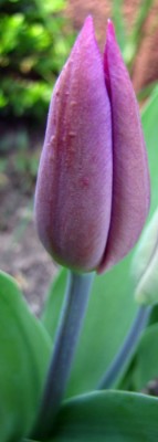 tulpe.jpg