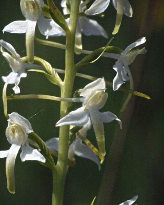 Platanthera-bifollia-x-Chlorantha-Liebenau-2001.JPG
