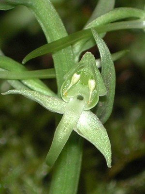 Platanthera-chlorantha-2-Villar-de-Belle.JPG