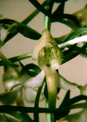 Platanthera-Chlorantha-2-Liebenau-2001.JPG