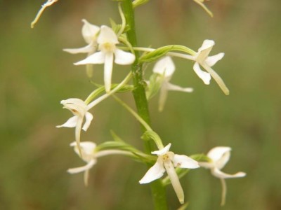 Platanthera-bifolia-Liebenau-2001.JPG