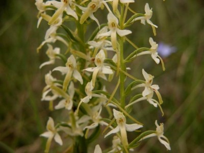 Platanthera-bifolia-3-Lairiere.JPG