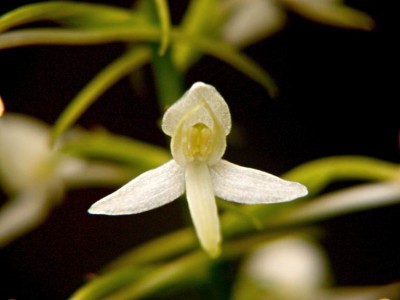 Platanthera-bifolia-1-Liebenau-2001.JPG