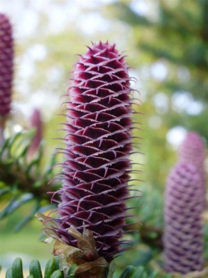 P4250025 (Large).JPG