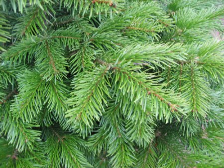 abies-nordm-02.jpg
