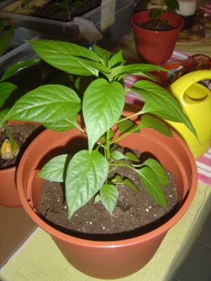 Chili2.jpg