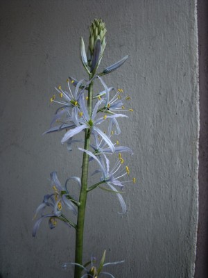 28.04.09 camassia cusickii.jpg