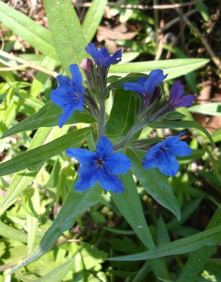 28.04.09 lithospermum purpurocaeruleum.jpg